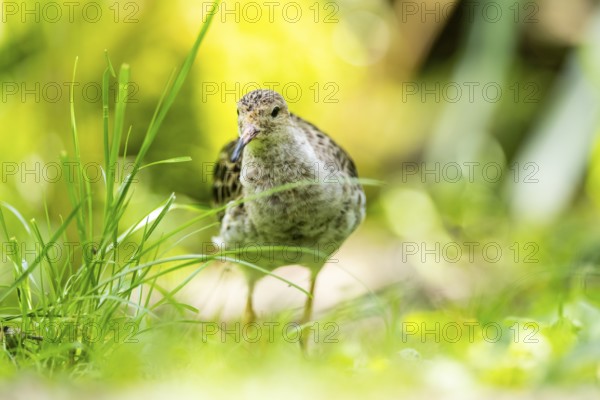 Ruff (Calidris pugnax) female standing on a meadow, captive, Zoo Augsburg, Germany