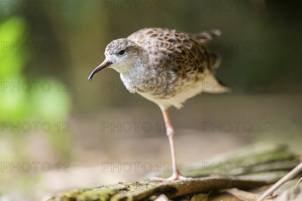 Ruff (Calidris pugnax) female standing on the ground, captive, Zoo Augsburg, Germany