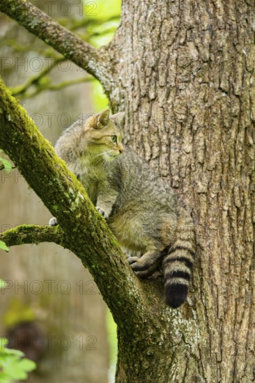 European wildcat (Felis silvestris) on a tree, Bavaria, Germany
