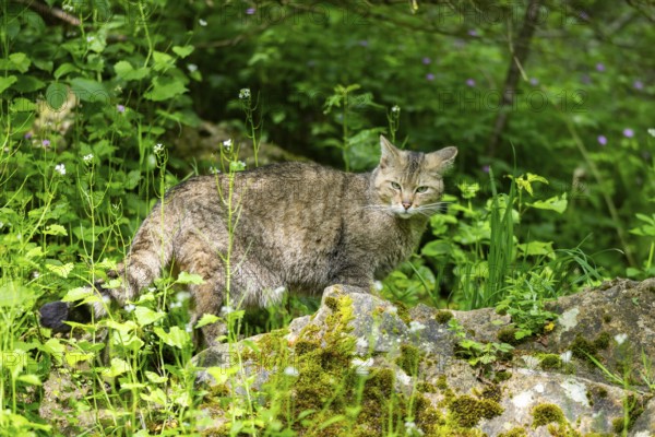 European wildcat (Felis silvestris) on a rock, Bavaria, Germany