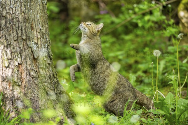 European wildcat (Felis silvestris) jumping on a tree, Bavaria, Germany