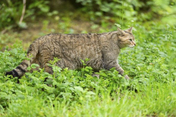 European wildcat (Felis silvestris) walking on a meadow, Bavaria, Germany
