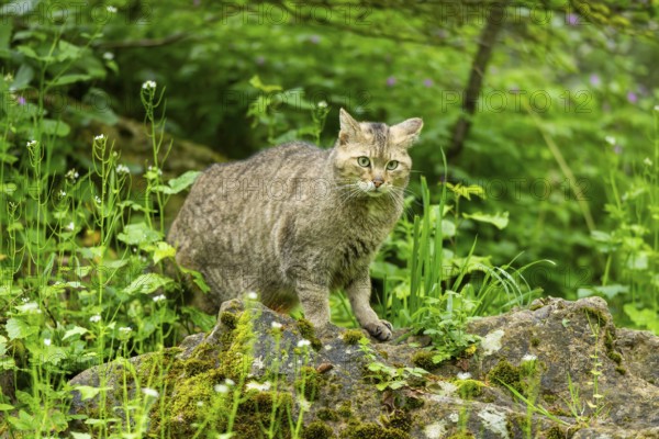 Common raccoon (Procyon lotor) on the edge of a little lake, Bavaria, Germany