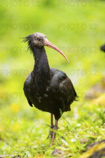 Northern bald ibis (Geronticus eremita) walking on a meadow, Bavaria, Germany