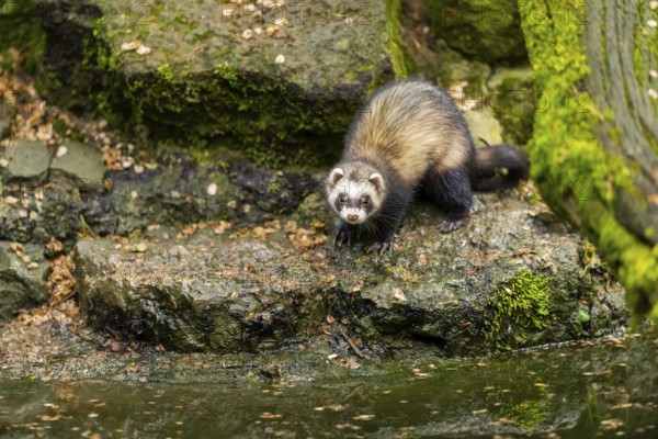 Ferret (Mustela putorius furo) on the edge of a little lake, Bavaria, Germany