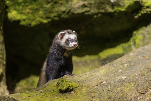 Ferret (Mustela putorius furo) on an old tree trunk, Bavaria, Germany