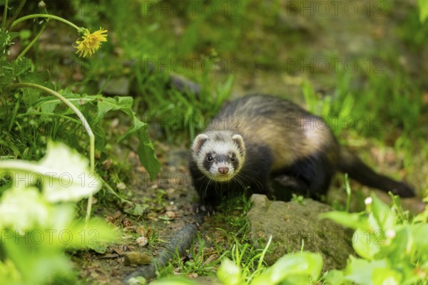 Ferret (Mustela putorius furo) on a rock, Bavaria, Germany