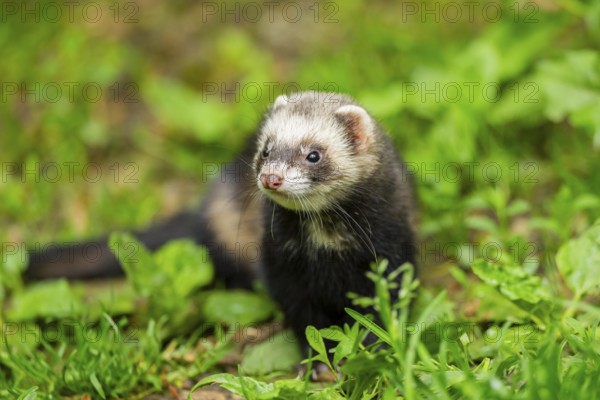 Ferret (Mustela putorius furo) in the grass, Bavaria, Germany