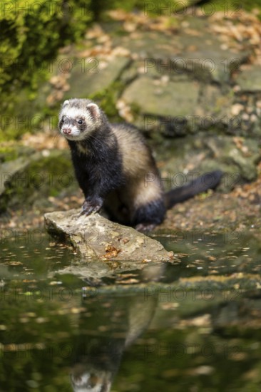 Ferret (Mustela putorius furo) on the edge of a little lake, Bavaria, Germany