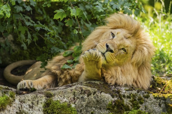Southern African lion (Panthera leo melanochaita) male, lying on a rock, captive, Zoo Augsburg, Germany