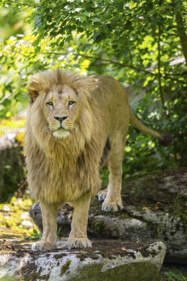 Southern African lion (Panthera leo melanochaita) male, standing on a rock, captive, Zoo Augsburg, Germany