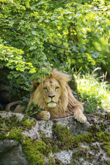Southern African lion (Panthera leo melanochaita) male, lying on a rock, captive, Zoo Augsburg, Germany