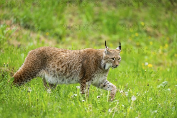 Eurasian lynx (Lynx lynx) walking in the grass, Bavaria, Germany