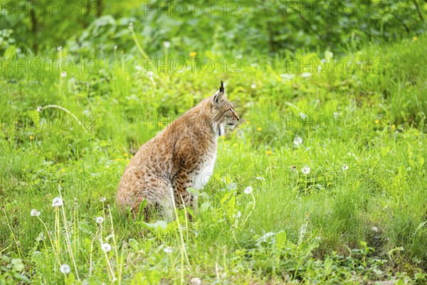 Eurasian lynx (Lynx lynx) sitting in the grass, Bavaria, Germany