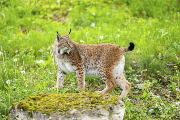 Eurasian lynx (Lynx lynx) standing on a rock, Bavaria, Germany