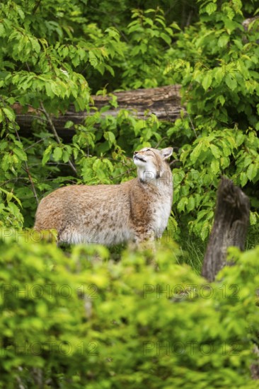 Eurasian lynx (Lynx lynx) standing in a forest, Bavaria, Germany
