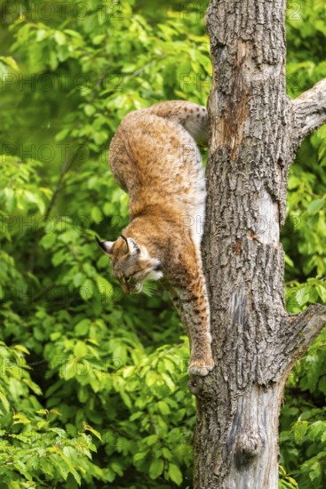 Eurasian lynx (Lynx lynx) jumping from a tree, Bavaria, Germany