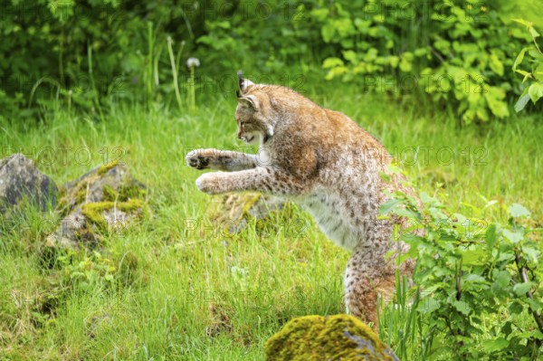 Eurasian lynx (Lynx lynx) jumping in the air, Bavaria, Germany