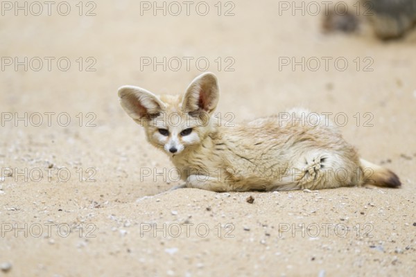 Fennec fox (Vulpes zerda) lying in the sand, captive, Zoo Augsburg, Bavaria, Germany