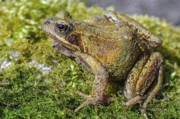 Grass Frog (Rana temporaria) sitting on a moss rockThe frog is brown and has a greenish tint. Lower Rhine, Alsace, France