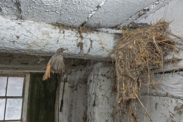 Black redshank (Phoenicurus ochruros) in flight to feed its chicks in the nest in an old barn. Bas rhin, Alsace, grand est, France