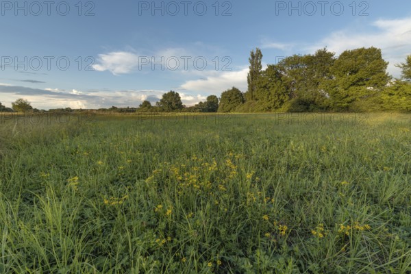 A serene meadow captures the beauty of nature in the early evening. Bright green grass and wildflowers adorn the landscape, while trees frame the scene under a vibrant sky. Bas rhin, Alsace, Grand Est, France