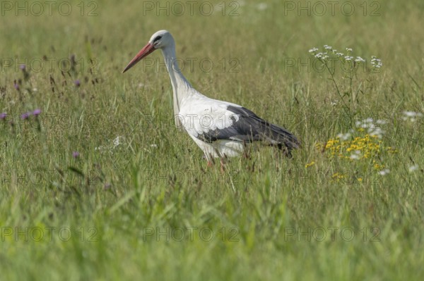 A stork strides gracefully through a vibrant green meadow, searching for food among the wildflowers. The sunny weather emphasises the lush surroundings in spring. Bas rhin, Alsace, Grand Est, France