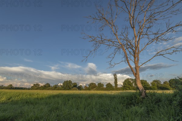 The golden hour illuminates a peaceful pasture with a bare tree and dense greenery. The sky is adorned with soft clouds that create a calm atmosphere. Bas rhin, Alsace, Grand Est, France
