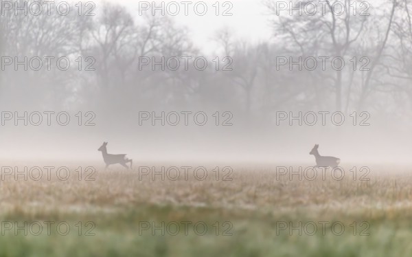 At early dawn, two deer can be seen moving gracefully across a wide open field surrounded by distant trees. The tranquil atmosphere emphasises the peaceful natural scene. Bas rhin, Alsace, Grand Est, France