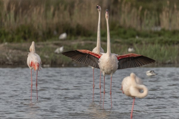 A flamingo opens its wings and highlights its magnificent plumage. The scene captures the essence of the wild in serene surroundings. Saintes Maries de la Mer, Arles, Bouches du Rhone, Provence Alpes Cote d'Azur, France