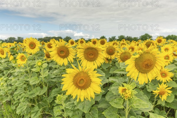 A bright field of sunflowers stretches to the horizon, their yellow petals glowing in the soft light of a cloudy late afternoon sky. Green foliage surrounds the cheerful blossoms. Bas rhin, Alsace, Grand Est, France