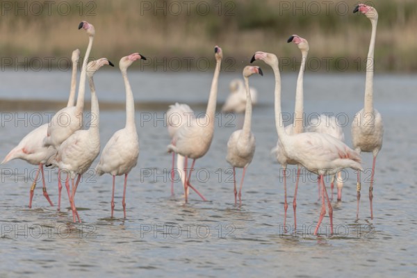 A group of flamingos in full courtship display in a wetland habitat on a clear day. The scene captures the essence of wildlife in serene surroundings. Saintes Maries de la Mer, Arles, Bouches du Rhone, Provence Alpes Cote d'Azur, France