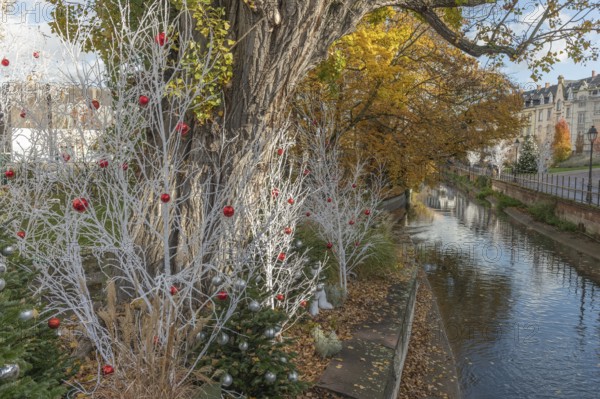 In a lively municipal park, white trees decorated with red and silver ornaments stand against a backdrop of colourful buildings, creating a festive atmosphere during the holiday season. Colmar, Haut Rhin, Grand Est, France