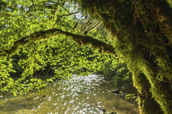 The sunlight filters through the vibrant green leaves and creates a warm glow over a calm river. The natural scenery promotes tranquillity as the water flows gently beneath the dense canopy of leaves. Jura, France