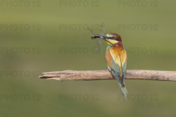 European bee-eater (Merops apiaster) with a flock in its beak on a branch in spring. Jechtingen, Kaiserstuhl, Germany