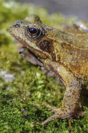 Grass Frog (Rana temporaria) sitting on a moss rockThe frog is brown and has a greenish tint. Lower Rhine, Alsace, France