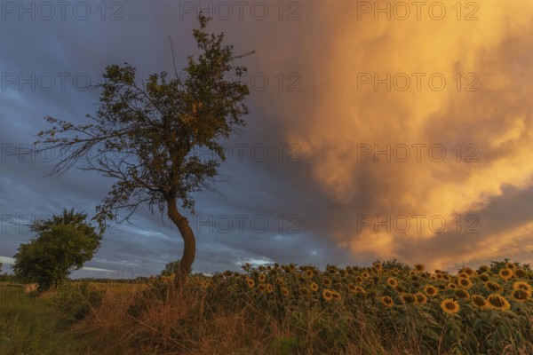 Sunflowers stretch across a peaceful field while a lone tree stands high above an awe-inspiring sky at sunset. The colours of the clouds form a beautiful backdrop
