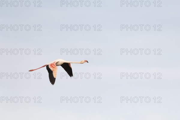 Flamingos glide gracefully through the sky over the wetland landscape of Saintes Maries de la Mer, showing off their vibrant plumage during a tranquil sunset in the Camargue. Saintes Maries de la Mer, Arles, Bouches du Rhone, Provence Alpes Cote d'Azur, France
