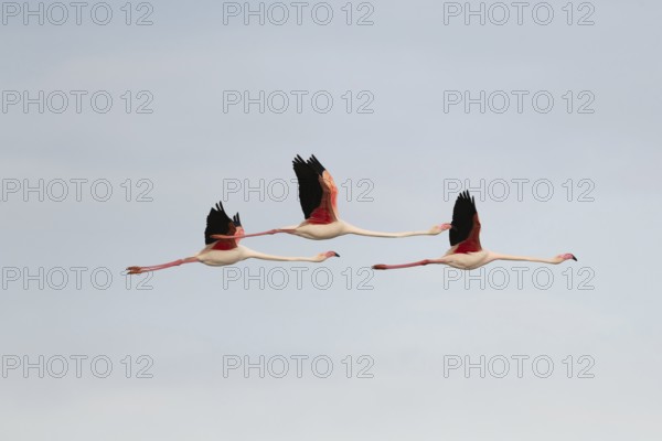 Flamingos glide gracefully through the sky above the wetland landscape of Saintes Maries de la Mer, showing off their bright plumage during a serene sunset in the Camargue. Saintes Maries de la Mer, Arles, Bouches du Rhone, Provence Alpes Cote d'Azur, France