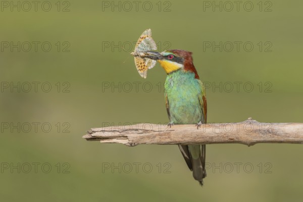 European bee-eater (Merops apiaster) with a butterfly in its beak on a branch in spring. Jechtingen, Kaiserstuhl, Germany