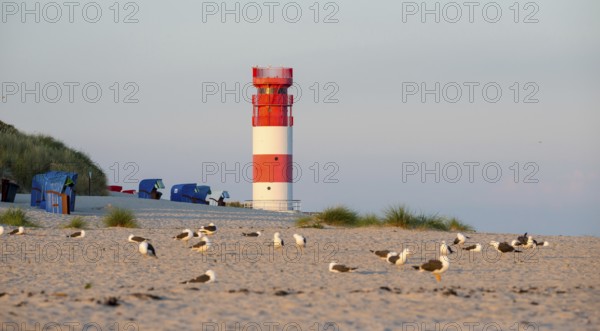 Red and white lighthouse on the beach surrounded by beach chairs, in the foreground a flock of herring gulls (Larus fuscus) on the sandy beach, islands of vegetation and dunes, European Marram Grass (Ammophila arenaria (L.) Link, Syn.: Calamagrostis arenaria (L.) Roth), also common marram grass, sand reed, sand grass, deserted, nobody, without people, warm, soft sunlight in the evening and relaxed atmosphere, quiet, holiday, summer, evening sun, island dune, Helgoland, Schleswig-Holstein, North Sea, Germany