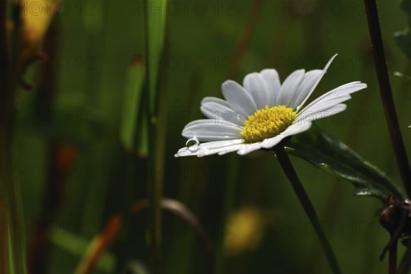 Daisies (Leucanthemum), close-up, flower, raindrop, white, pretty, Germany, On the white petal a drop of water is illuminated by the sun