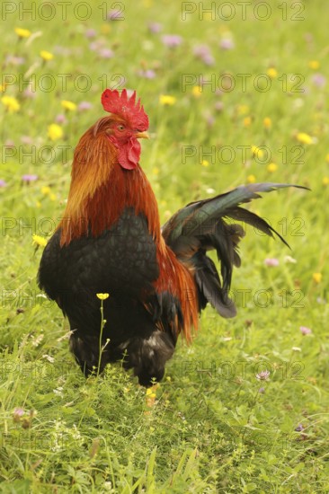 Domestic rooster in colourful flower meadow, free-range, organic farming, Lower Austria, Austria, Lower Austria, Austria
