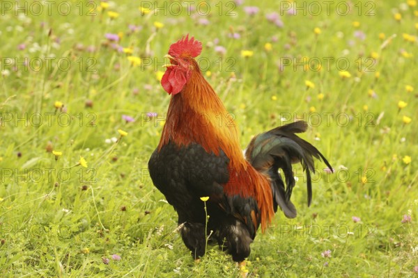 Domestic rooster crowing in colourful flower meadow, free-range, organic farming, Lower Austria, Austria, Lower Austria, Austria