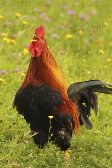 Domestic rooster crowing in colourful flower meadow, free-range, organic farming, Lower Austria, Austria, Lower Austria, Austria