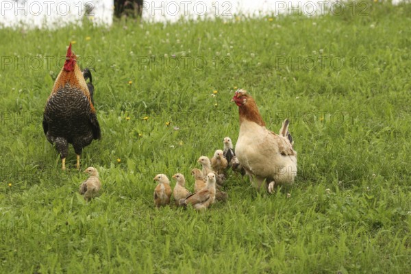 Domestic chicken, rooster and a few days old youngsters looking for food in a meadow, free-range, organic farming, Lower Austria, Austria, Lower Austria, Austria