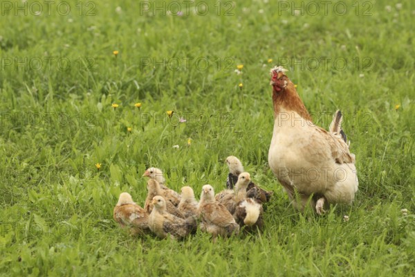 Domestic chicken with a few days old young ones looking for food in a meadow, free-range, organic farming, Lower Austria, Austria, Lower Austria, Austria