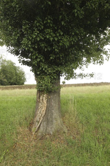 Ivy (Araliaceae) with arm-thick roots climbing up an old pear tree (Pyrus), Mostviertel, Lower Austria, Austria, Lower Austria, Austria