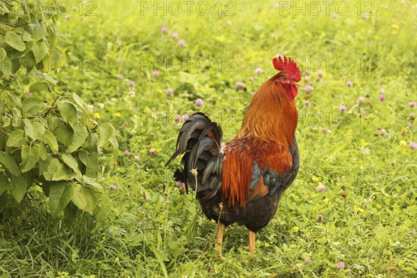 Domestic rooster in colourful flower meadow, free-range, organic farming, Lower Austria, Austria, Lower Austria, Austria