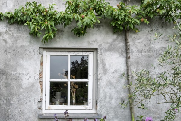 A window in an old wall with a peach tree and plants that creates a rural and rustic atmosphere, Netherlands